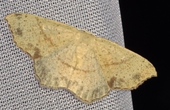Cyclophora punctaria