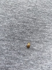 Calotheca