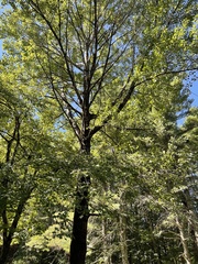 Populus grandidentata