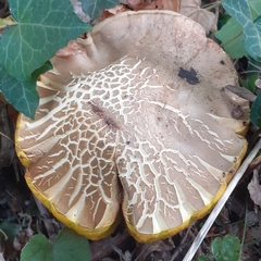 Boletus reticulatus