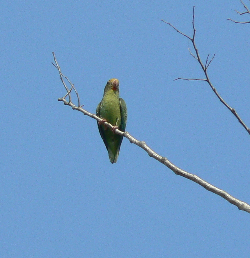 Cobalt-winged Parakeet in September 2007 by docprt · iNaturalist