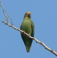 Brotogeris cyanoptera