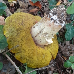 Boletus reticulatus