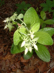 Lithospermum helleri