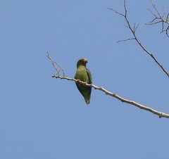 Brotogeris cyanoptera