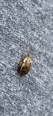Calotheca