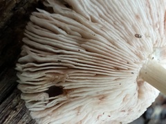 Pluteus cervinus