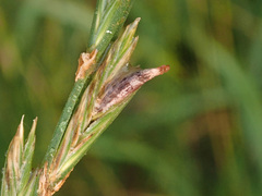 Claviceps purpurea