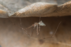 Spermophorides mediterranea