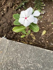 Catharanthus roseus