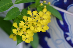 Callaeum macropterum