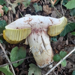 Boletus reticulatus