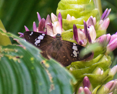 Celaenorrhinus eligius