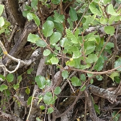 Rhamnus alpina
