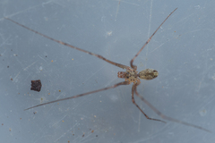 Spermophorides mediterranea