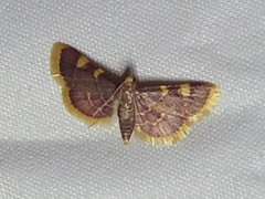 Hypsopygia costalis