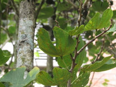 Bauhinia variegata