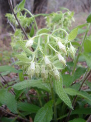 Lithospermum helleri