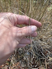 Eragrostis pectinacea