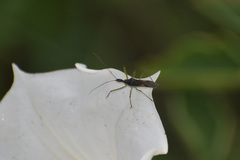 Zelus renardii