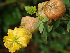 Trifolium aureum