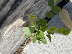 Styphnolobium japonicum