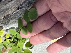 Styphnolobium japonicum