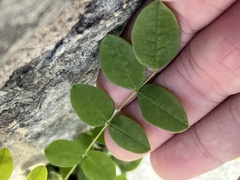 Styphnolobium japonicum