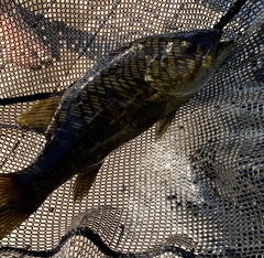 Micropterus dolomieu
