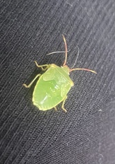 Acanthosoma haemorrhoidale