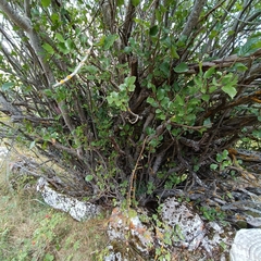 Rhamnus alpina