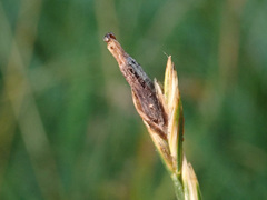 Claviceps purpurea