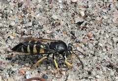 Bicyrtes quadrifasciatus