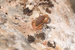 Aegaeobuthus gibbosus