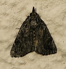 Omphalocera occidentalis
