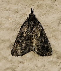 Omphalocera occidentalis