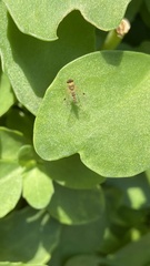 Chrysopilus modestus