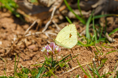 Eurema