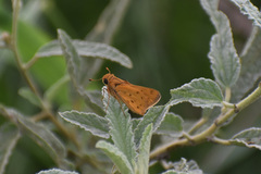 Hylephila phyleus phyleus