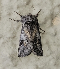 Astiptodonta aonides