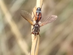 Cylindromyia intermedia