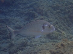 Sparus auratus
