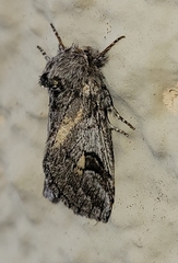 Astiptodonta aonides