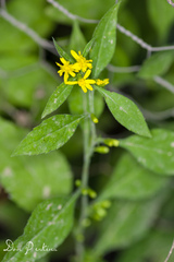 Solidago albopilosa