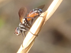 Cylindromyia intermedia