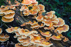 Laetiporus cincinnatus