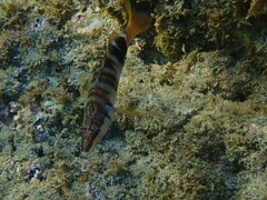 Serranus scriba