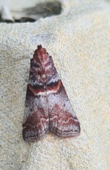 Acrobasis advenella