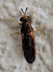 Hermetia concinna