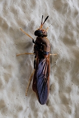 Hermetia concinna